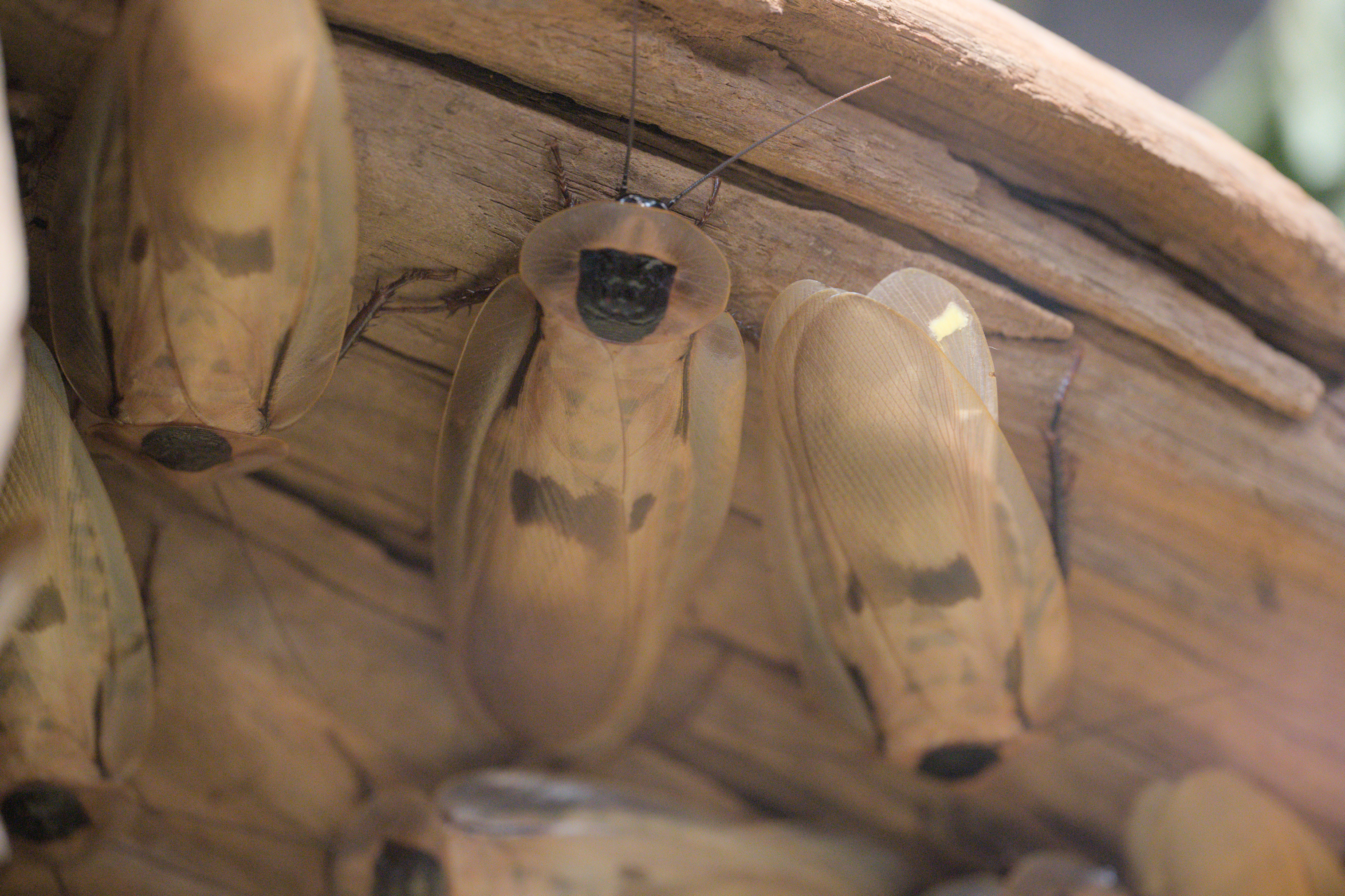 2025/10/12 - zoo/DSC_0205.jpg